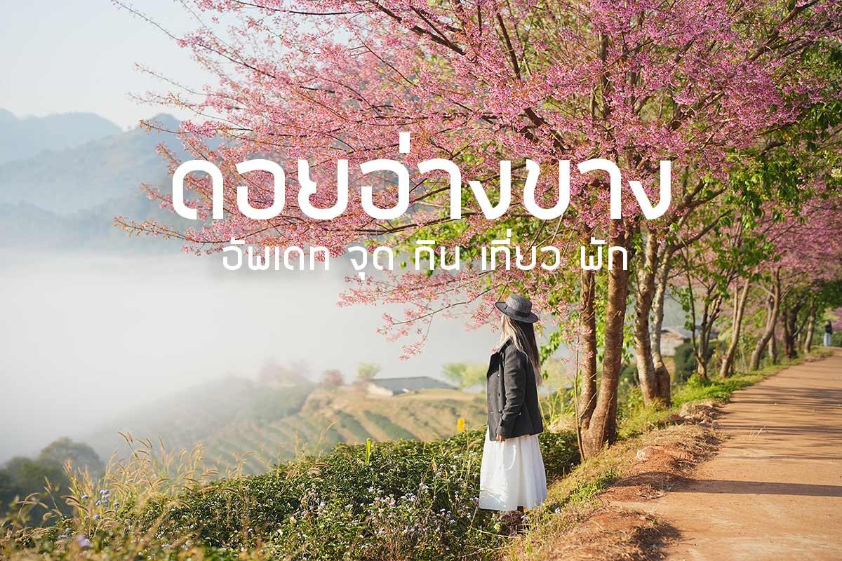 ดอยอ่างขาง สวรรค์บนดินกับซากุระเมืองไทยที่ต้องไปสัมผัส