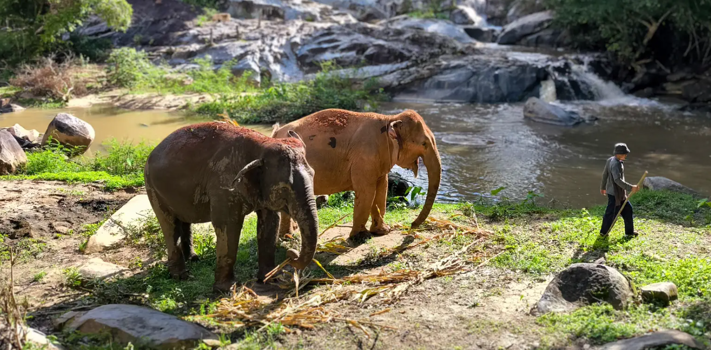 Joy Elephant Sanctuary, Chiang Mai (Office)